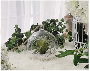 Succulent Plant Holder